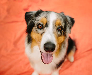 Happy, healthy dog Happy, healthy dog