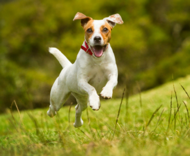 Protect your pet with the Union Plus Pet Insurance program. Protect your pet with the Union Plus Pet Insurance program.