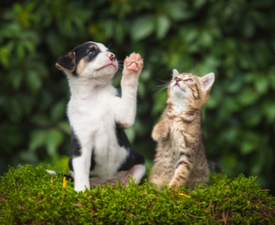 puppy and a cat puppy and a cat