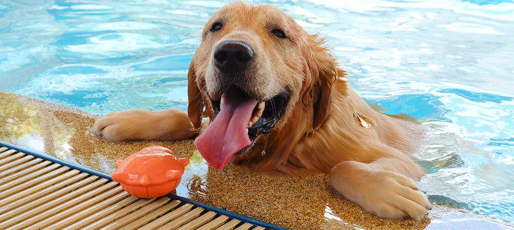 Happy dog in the water Happy dog in the water