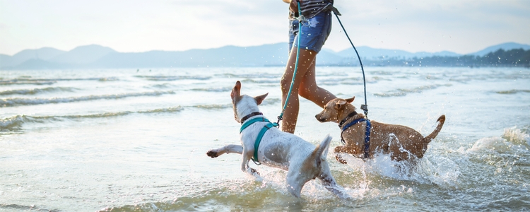 Dog play date at the beach during summer Dog play date at the beach during summer