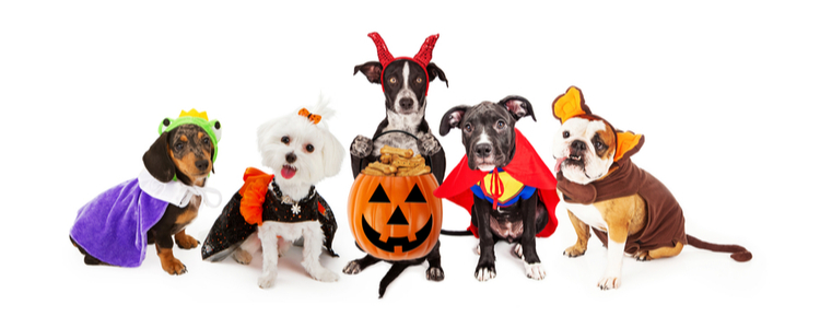 Happy pets in Halloween costumes using Union Plus Pet Insurance Happy pets in Halloween costumes using Union Plus Pet Insurance