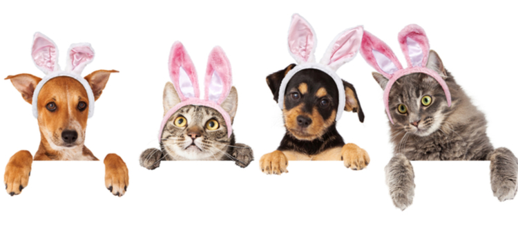 Pet Insurance Pet Insurance