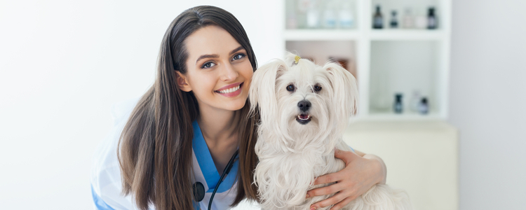 Union Plus Pet Insurance Union Plus Pet Insurance
