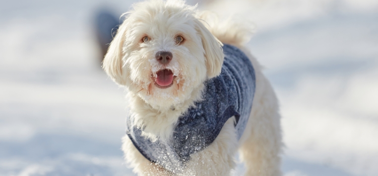 Happy dog in the snow Happy dog in the snow