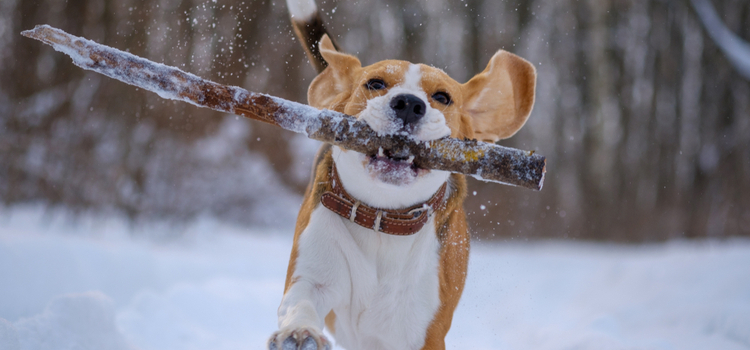 Dog Playing in Snow Dog Playing in Snow