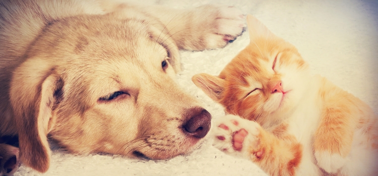 Cute puppy resting