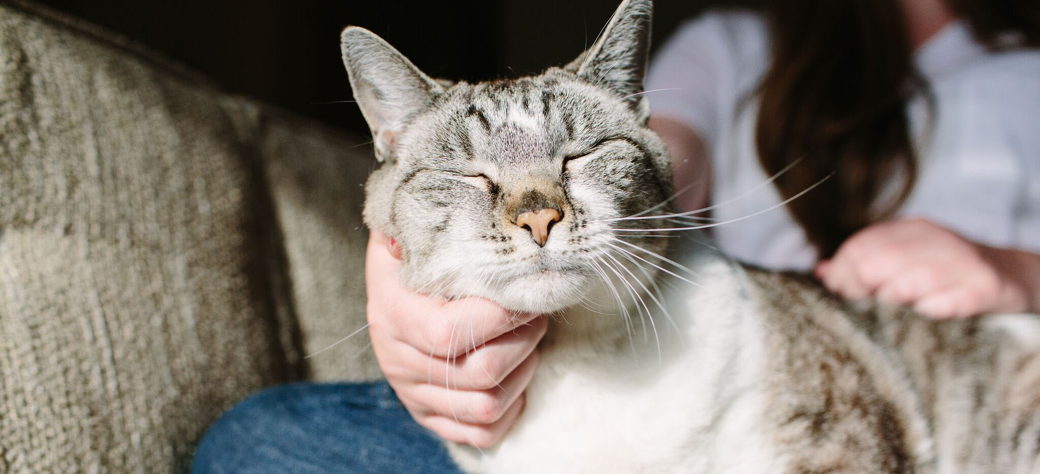 cute cat cute cat