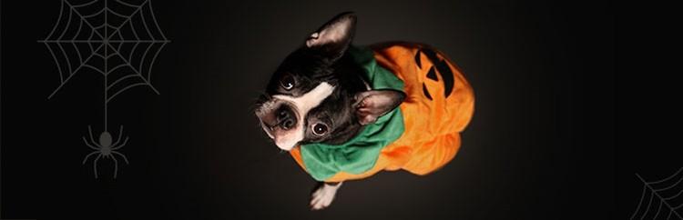 Don’t Let Vet Bills Haunt Your Halloween