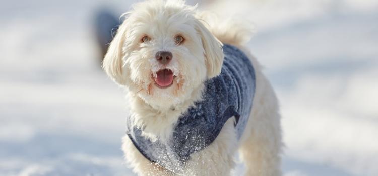 Winter Safety Checklist for Pet Owners