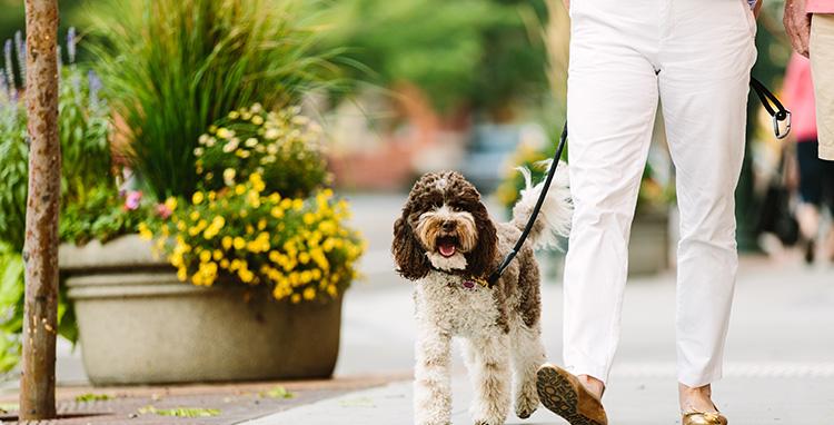 Do I Need Pet Insurance for My Dog or Cat?