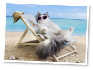 Silly cat relaxing on a beach chair