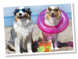 Two dogs at the beach